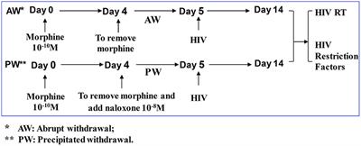 Morphine Withdrawal Enhances HIV Infection of Macrophages